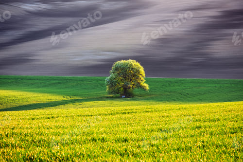 Preview: Rural landscape with field and tree