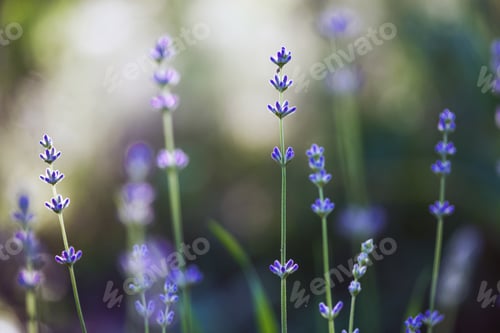 Preview: Provence - lavender field