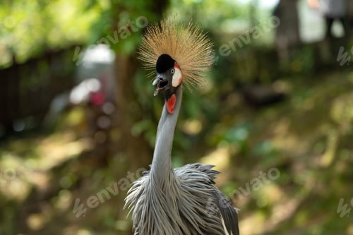 Vorschau: Der Graukranich ist der Nationalvogel Ugandas.