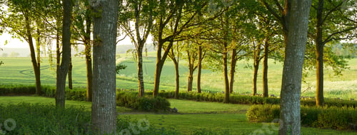 Preview: Lush forest in the spring