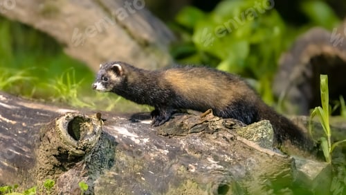 Preview: Polecat on trunk in forest at night
