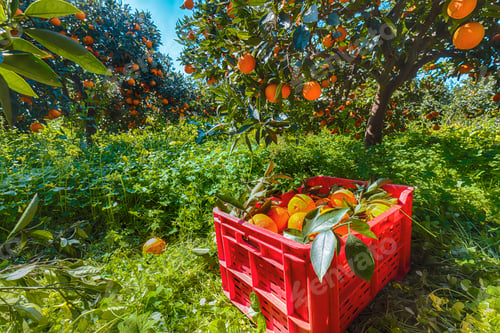 Preview: Red plastic fruit boxes full of oranges by orange trees during harvest season in Sicily