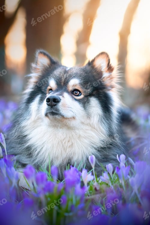Preview: Portrait of a young Finnish Lapphund dog lying among spring flowers during sunset or sunrise