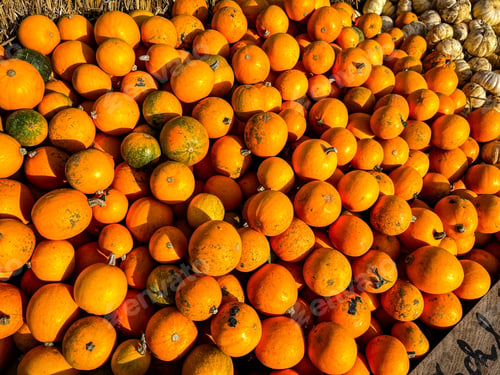 Preview: fresh pumpkin outdoor harvest different types and varieties of pumpkin food snack copy space food