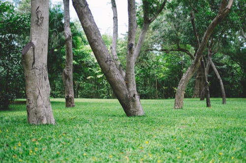 Visualização: Árvores no parque