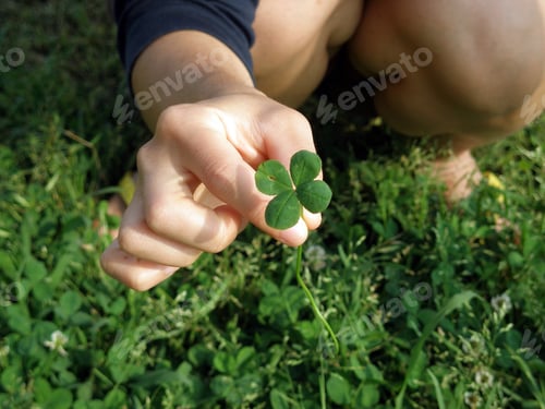 Preview: Four leaf clover. Nature.