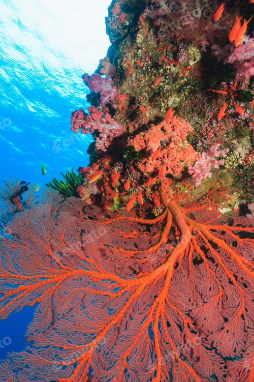 Preview: Sea fan growing on coral reef