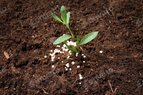 Preview: Green plant in soil with chemical fertilizer. Gardening season