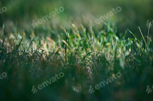 Preview: Green grass in a field, focused on the center, with a blurred foreground and background