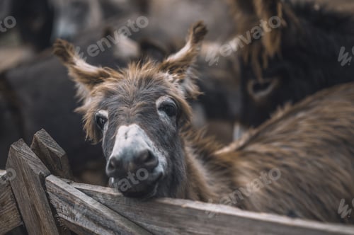Preview: Donkey lookng throught the fence of the cattle-pen