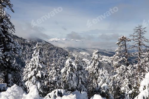 Preview: Winter Landscape: Snow-Covered Trees and Distant Mountains
