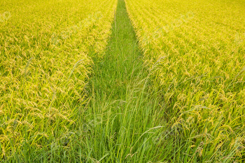 Preview: Rice meadow