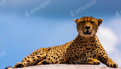 Preview: A Beautiful wildlife in the World