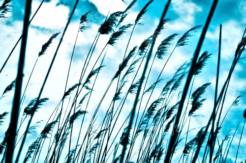 Preview: Rushes, Sardinia, Italy