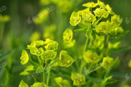 Preview: Cypress spurge Euphorbia cyparissias with many yellow flowers in spring