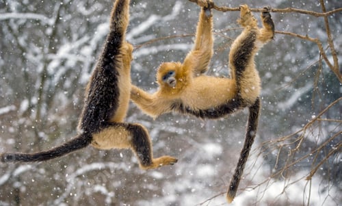 Preview: Closeup of golden snub-nosed monkeys (Rhinopithecus roxellana) hanging from a tree in winter