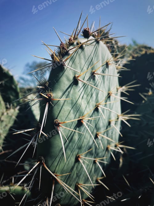 Preview: Background of closeup cactus