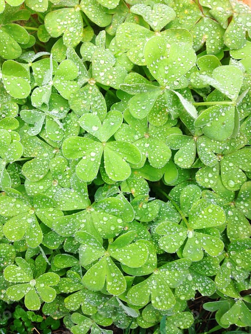 Preview: Green clover