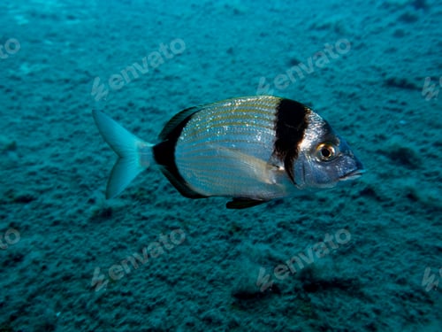 Preview: Shiny two banded sea bream from Cyprus