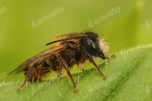 Preview: Closeup on a hairy male European orchard horned mason bee, Osmia cornuta