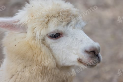 Preview: Beautiful alpaca with soft fur in zoo park