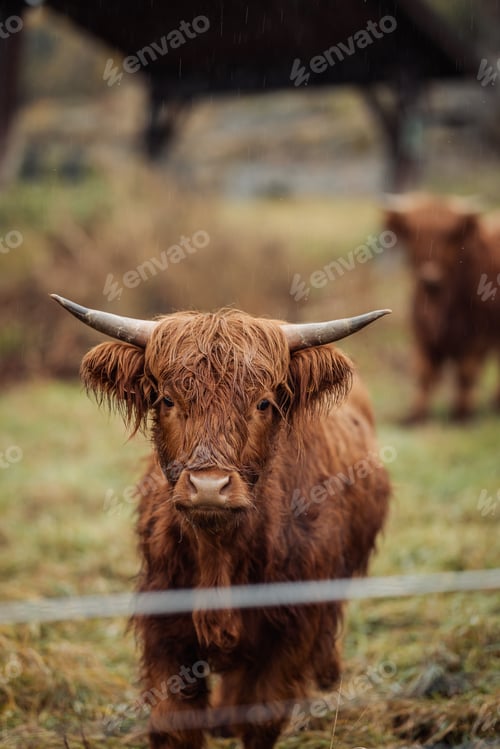 Preview: Highland cow with long shaggy hair stands in a misty field. Drangedal, Norway
