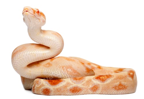 Preview: Albinos Boa constrictor, Boa constrictor, 2 months old, in front of white background