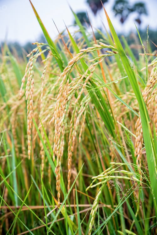 Preview: Close up ear of rice in paddy field
