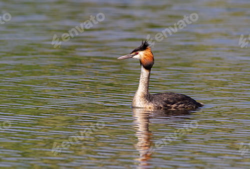 Preview: Great crested grebe, Podiceps cristatus. A bird sails the river in the morning sunlight