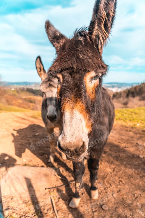 Preview: Two donkeys from Mount Adarra in Guipuzcoa. Basque Country