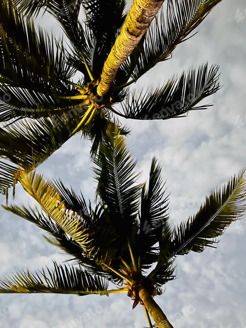 Preview: Palm trees.