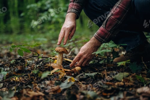 Preview: Bended down to cut. Close up view of man that is doing mushroom picking in the forest