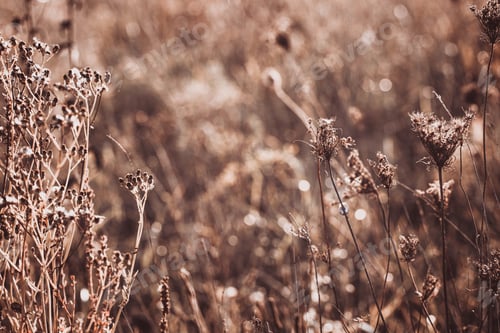 Preview: Closeup of wild autumn grass on a meadow in the rays of the golden hour sun