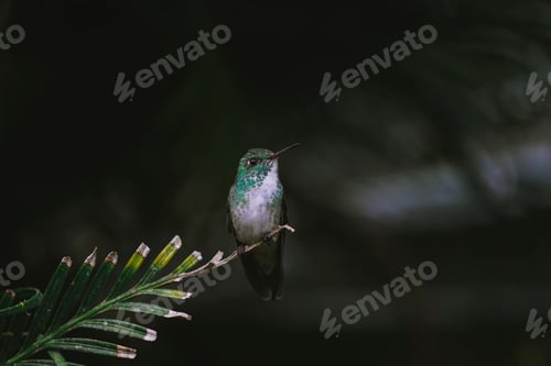 Preview: Portrait of a hummingbird on a branch