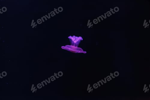 Preview: underwater shooting of beautiful Cotylorhiza tuberculata