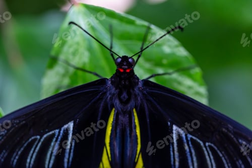 Preview: Macro Picture of a Butterfly
