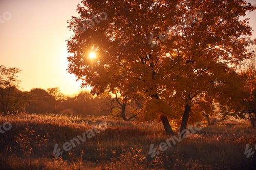 Preview: Lonely autumn tree at sunset. clear sky and setting sun.