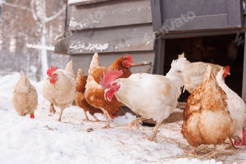 Preview: chicken walking on an eco-poultry farm in winter, free-range chicken farm