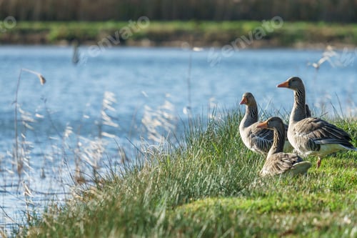 Preview: Greylag geese in a green meadow at the Platwijers, a nature reserve in Zonhoven, Limburg, Belgium