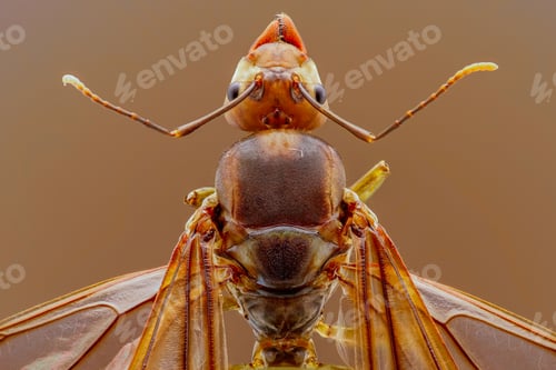Preview: red ant