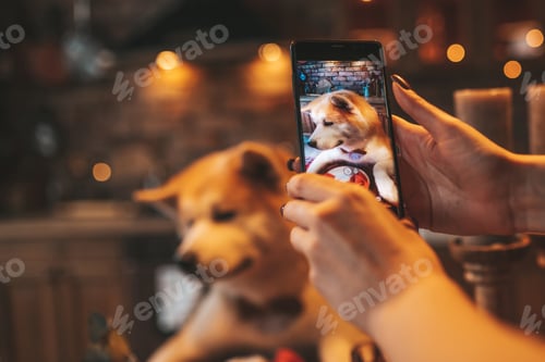 Preview: Dog owner taking photo on phone of happy pet breed akita inu with bow tie at xmas decorated lodge