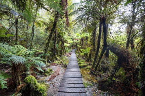 Preview: New Zealand forest