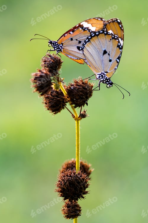 Preview: mating butterfly