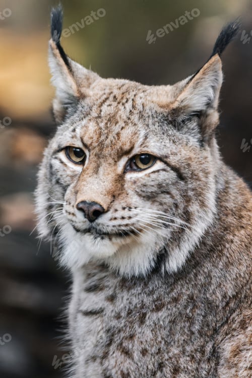Preview: Close-up of a Eurasian Lynx in Nature