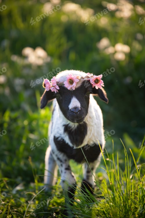 Preview: Beautiful baby lamb with flower wreath in magic light