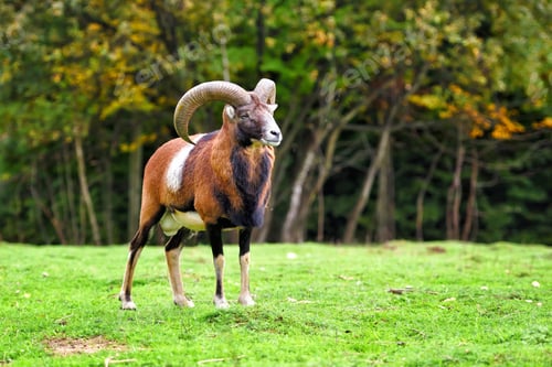Preview: Big european moufflon in the natural environment