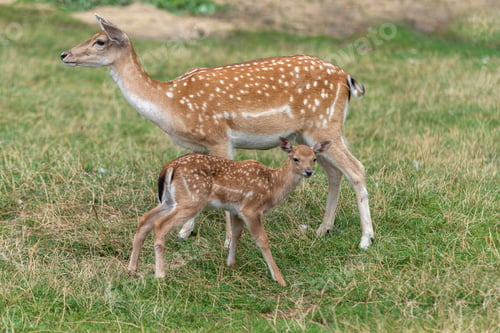 Preview: Mother roe and baby deer on the grass