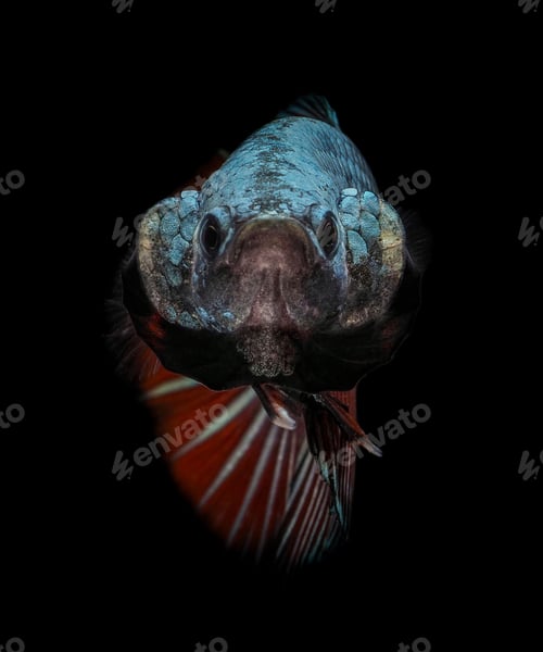 Preview: fighting fish