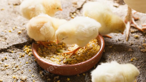 Preview: Yellow chicks foraging happily