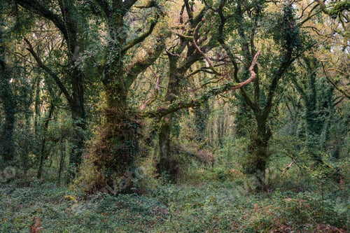 Preview: Impenetrable thickets of weeds and ivy covered trees